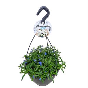 Bild von HP27 o.kl. Lobelia Bleu